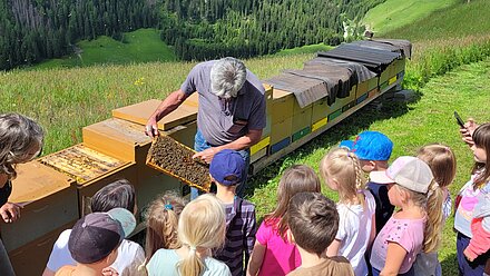 Bei richigem Umgang stechen die Bienen nicht