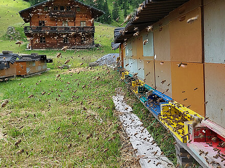 Trachtflug auf der Unterstalleralm